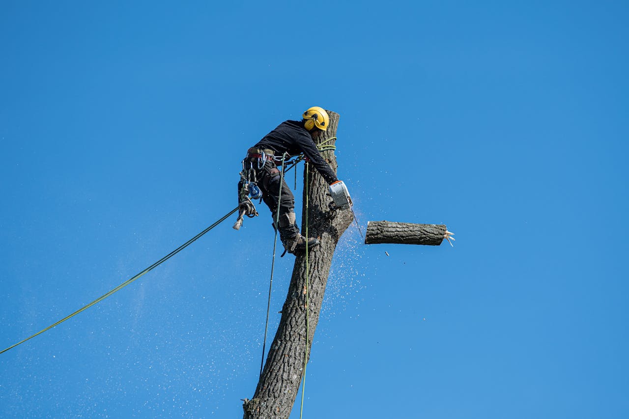 A skilled arborist wearing safety gear cuts a tree with a chainsaw against a clear blue sky.